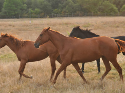 Riding ring and breeding farm