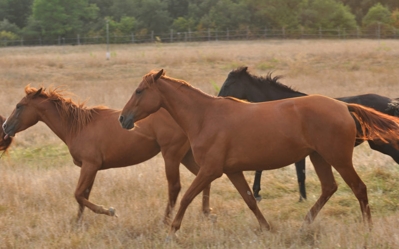 Riding ring and breeding farm